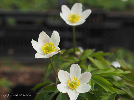 Anemone nemorosa 'Tomas' - Herrenkamper Gärten - Pflanzenraritäten