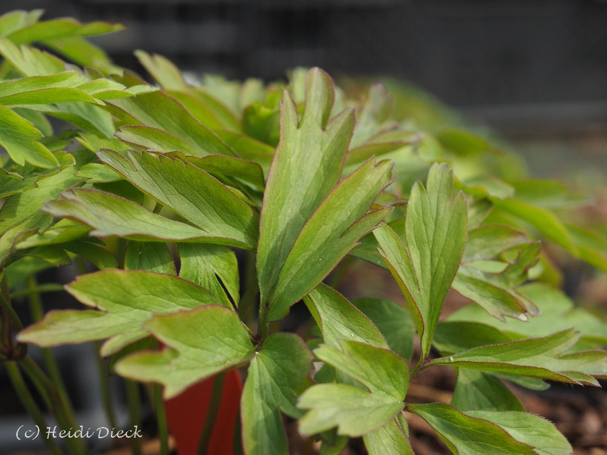 Anemone nemorosa 'Tomas' - Herrenkamper Gärten - Pflanzenraritäten