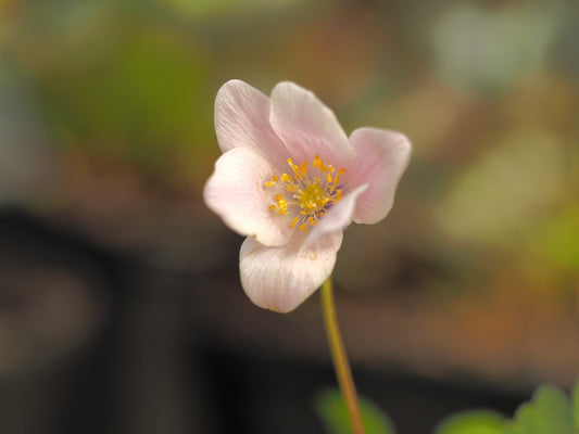 Anemone nemorosa 'Typ von Bill Baker' - Herrenkamper Gärten - Pflanzenraritäten