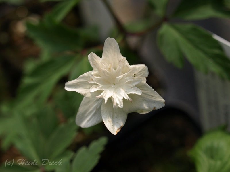 Anemone nemorosa 'Vestal' - Herrenkamper Gärten - Pflanzenraritäten