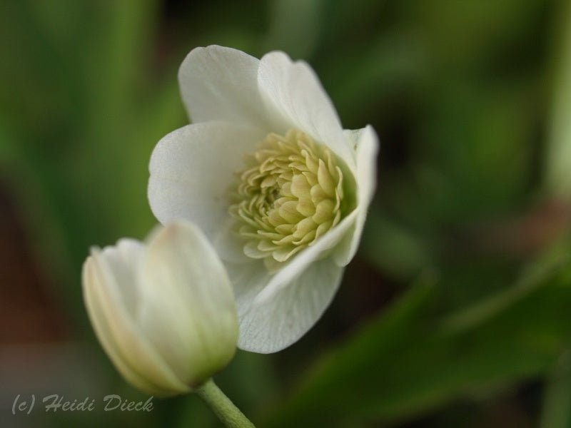 Anemone nemorosa 'Vestal' - Herrenkamper Gärten - Pflanzenraritäten