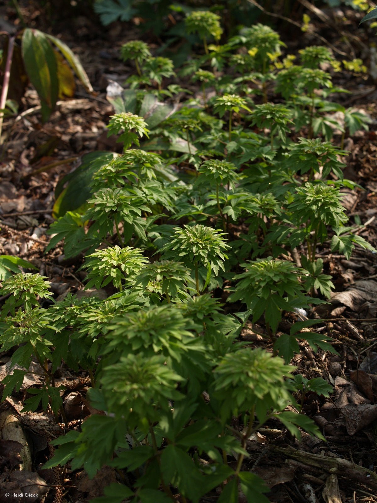 Anemone nemorosa 'Virescens' - Herrenkamper Gärten - Pflanzenraritäten