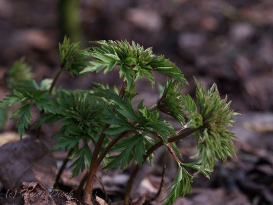 Anemone nemorosa 'Virescens' - Herrenkamper Gärten - Pflanzenraritäten