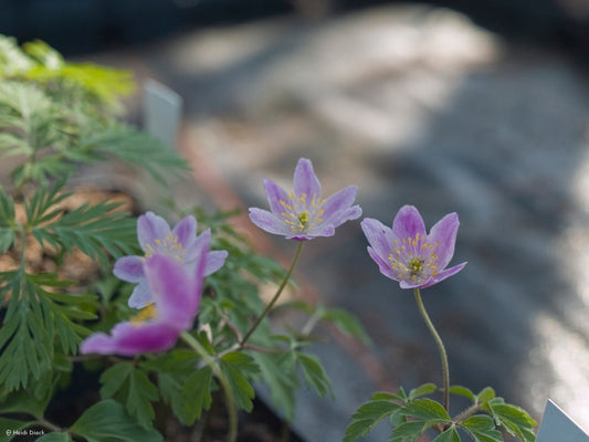 Anemone nemorosa 'Westwell Pink' - Herrenkamper Gärten - Pflanzenraritäten