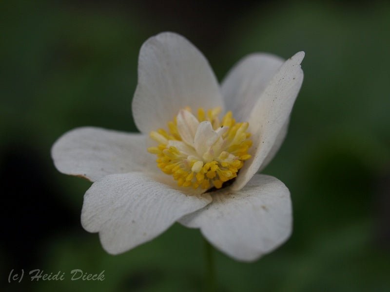 Anemone nemorosa 'White Cup' - Herrenkamper Gärten - Pflanzenraritäten