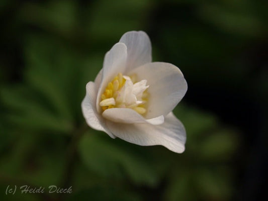 Anemone nemorosa 'White Cup' - Herrenkamper Gärten - Pflanzenraritäten