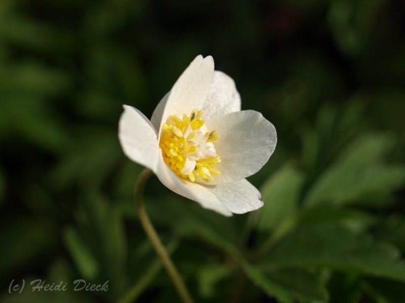 Anemone nemorosa 'White Cup' - Herrenkamper Gärten - Pflanzenraritäten