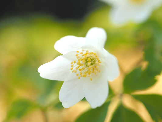 Anemone nemorosa 'Wilks Giant' - Herrenkamper Gärten - Pflanzenraritäten