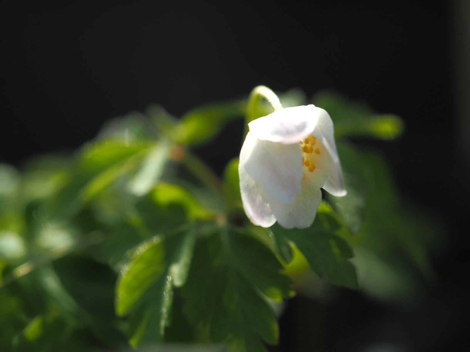 Anemone nemorosa 'Wilks White' - Herrenkamper Gärten - Pflanzenraritäten