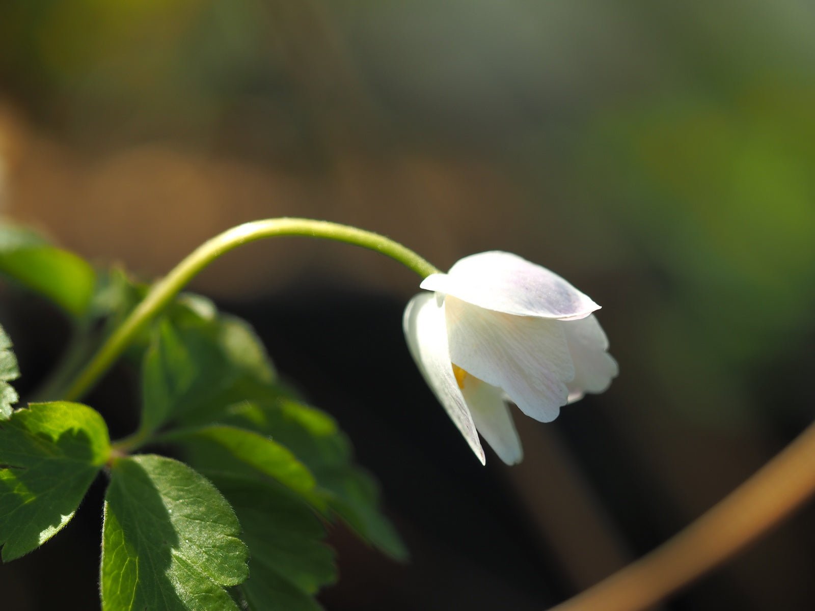 Anemone nemorosa 'Wilks White' - Herrenkamper Gärten - Pflanzenraritäten