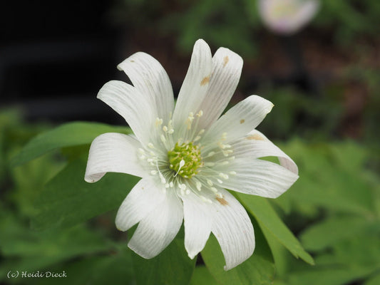 Anemone raddeana roseum - Herrenkamper Gärten - Pflanzenraritäten