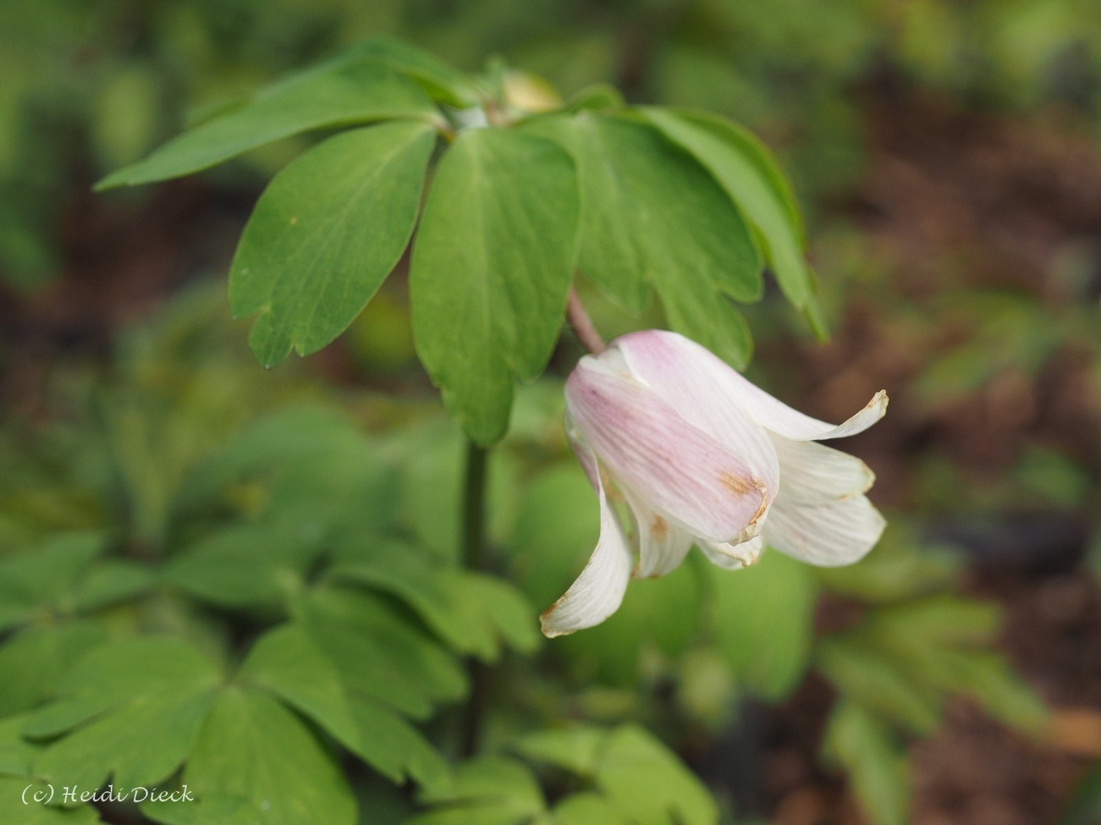 Anemone raddeana roseum - Herrenkamper Gärten - Pflanzenraritäten