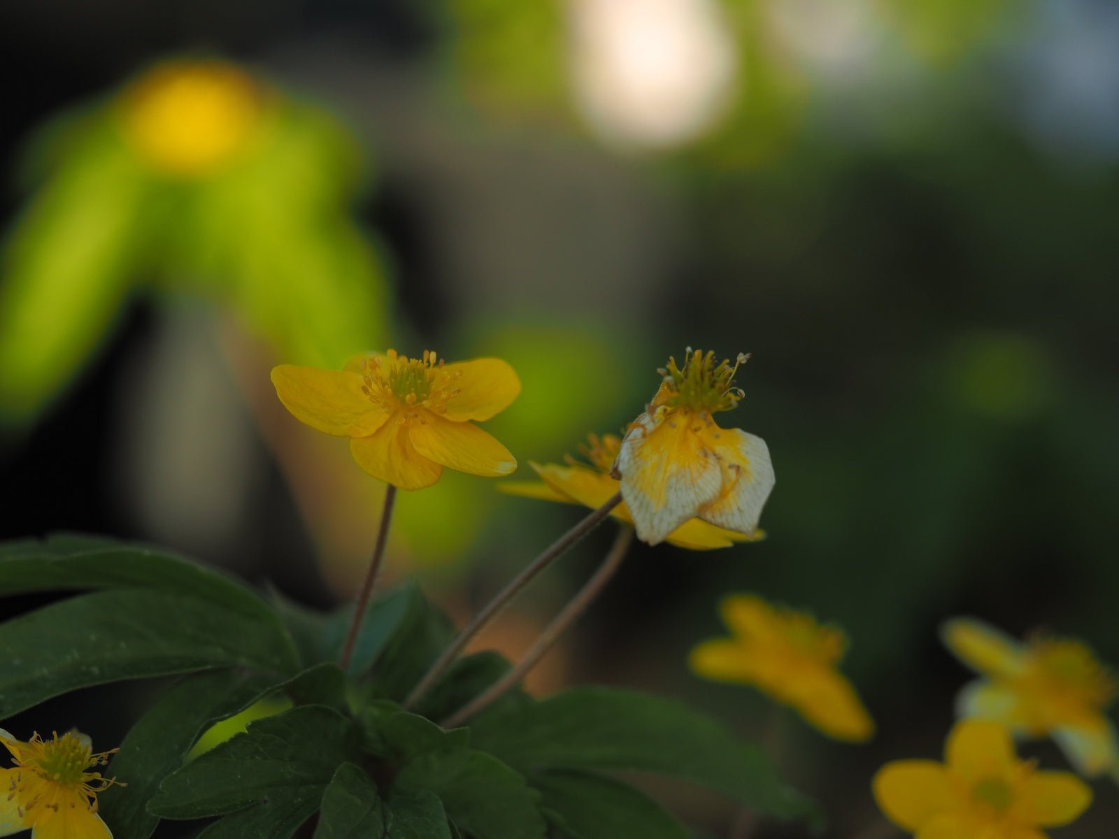 Anemone ranuncoloides 'Loja' - Herrenkamper Gärten - Pflanzenraritäten