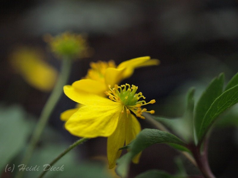 Anemone ranunculoides 'Avon' - Herrenkamper Gärten - Pflanzenraritäten