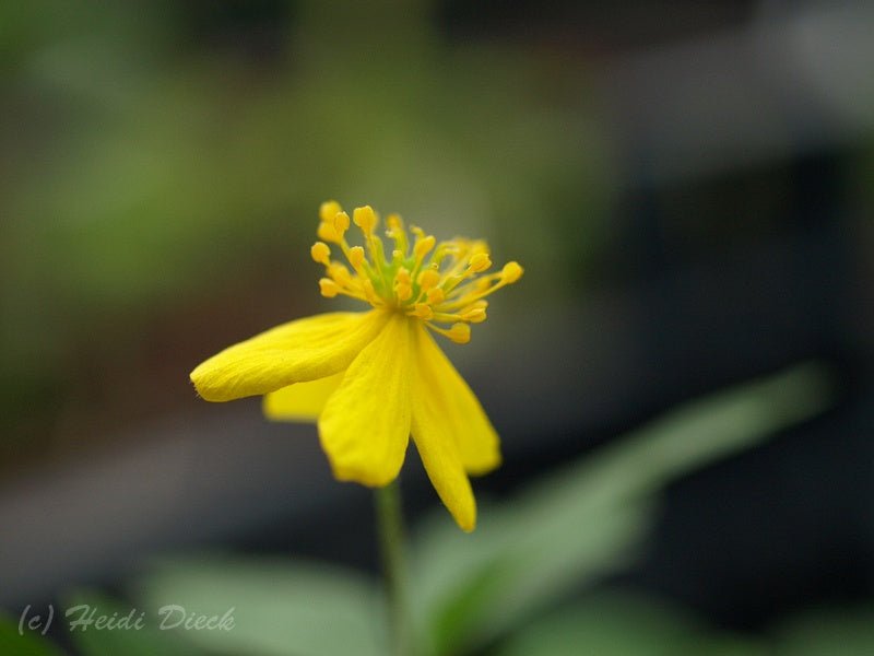 Anemone ranunculoides 'Avon' - Herrenkamper Gärten - Pflanzenraritäten