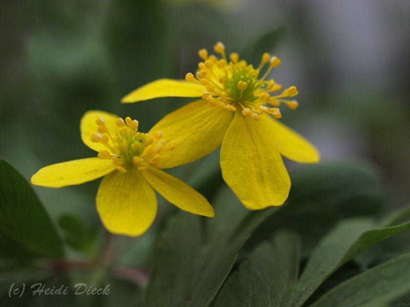 Anemone ranunculoides 'Avon' - Herrenkamper Gärten - Pflanzenraritäten