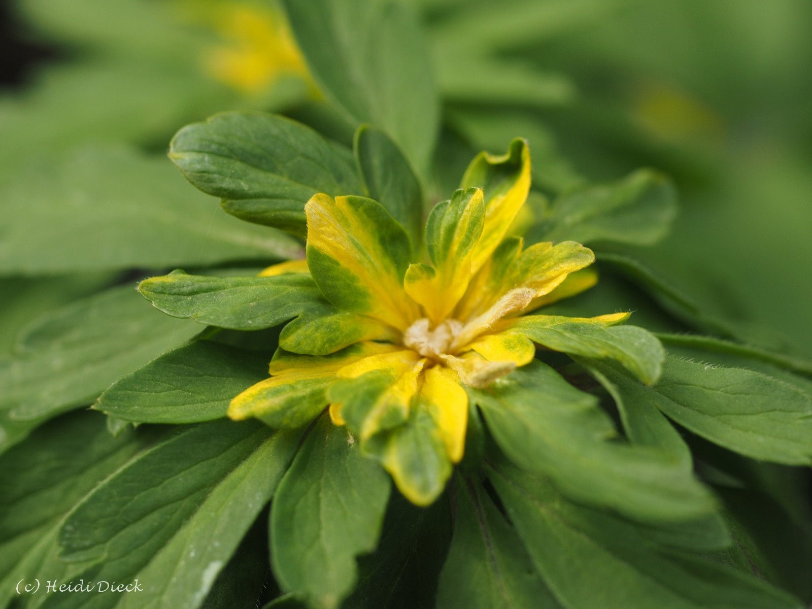 Anemone ranunculoides 'Crazy Vienna' - Herrenkamper Gärten - Pflanzenraritäten