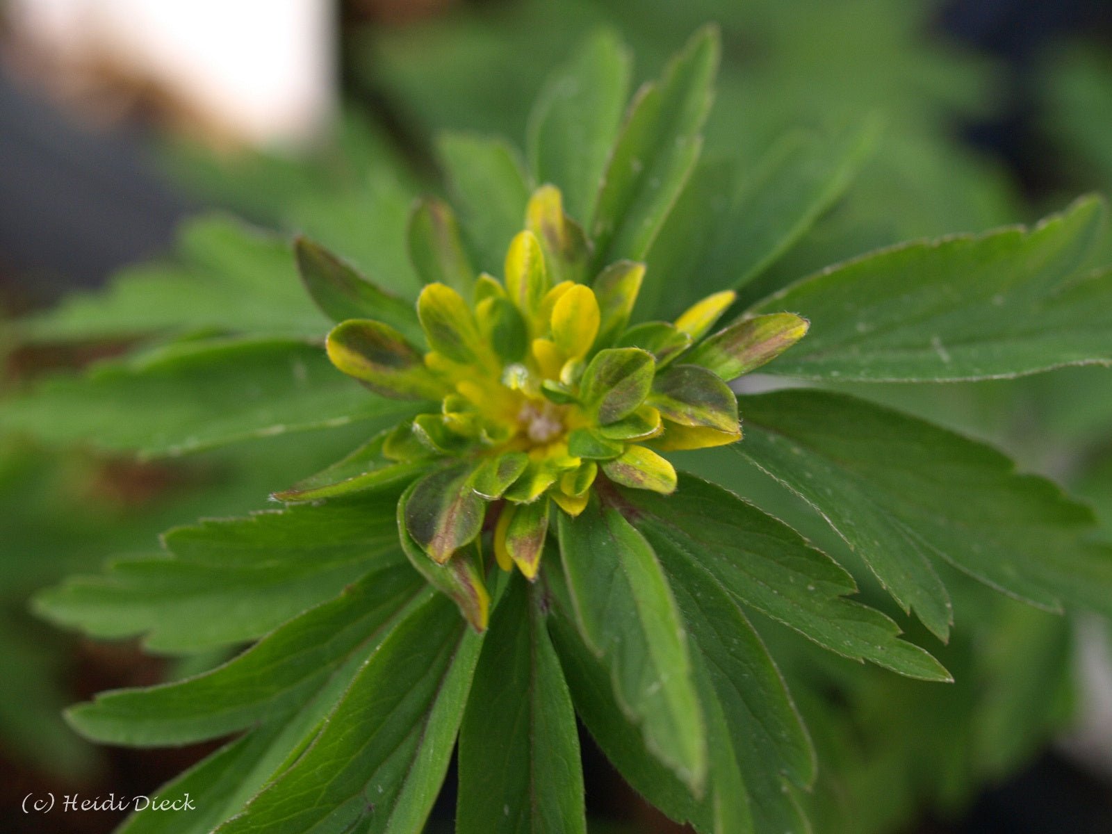 Anemone ranunculoides 'Crazy Vienna' - Herrenkamper Gärten - Pflanzenraritäten