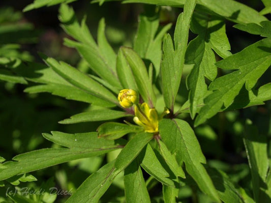 Anemone ranunculoides 'Fuchsies Traum' - Herrenkamper Gärten - Pflanzenraritäten