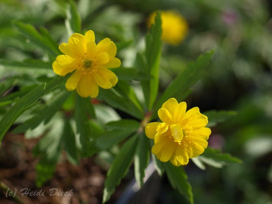 Anemone ranunculoides 'Multipetala' - Herrenkamper Gärten - Pflanzenraritäten