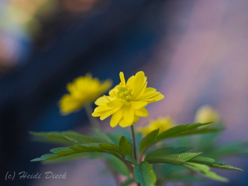 Anemone ranunculoides 'Multipetala' - Herrenkamper Gärten - Pflanzenraritäten