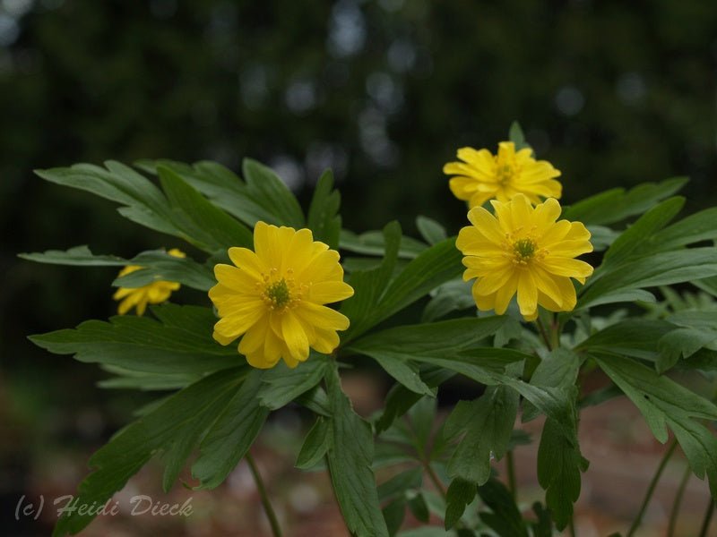 Anemone ranunculoides 'Multipetala' - Herrenkamper Gärten - Pflanzenraritäten