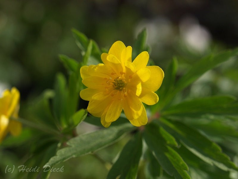 Anemone ranunculoides 'Multipetala' - Herrenkamper Gärten - Pflanzenraritäten