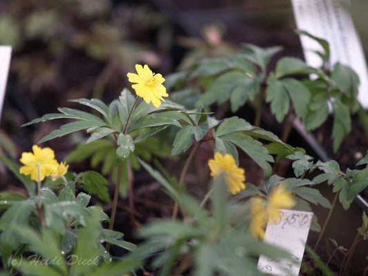 Anemone ranunculoides 'Semiplena' - Herrenkamper Gärten - Pflanzenraritäten