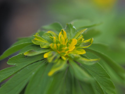 Anemone ranunculoides 'Vulkaan' - Herrenkamper Gärten - Pflanzenraritäten