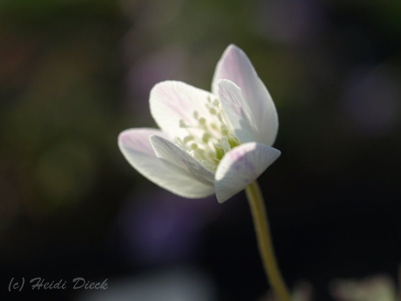 Anemone trifolia 'Hermagor' - Herrenkamper Gärten - Pflanzenraritäten