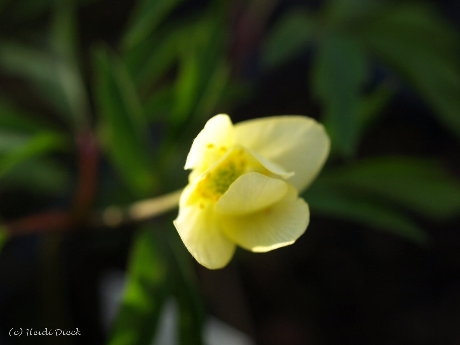 Anemone x lipsiensis 'Pallida' - Herrenkamper Gärten - Pflanzenraritäten