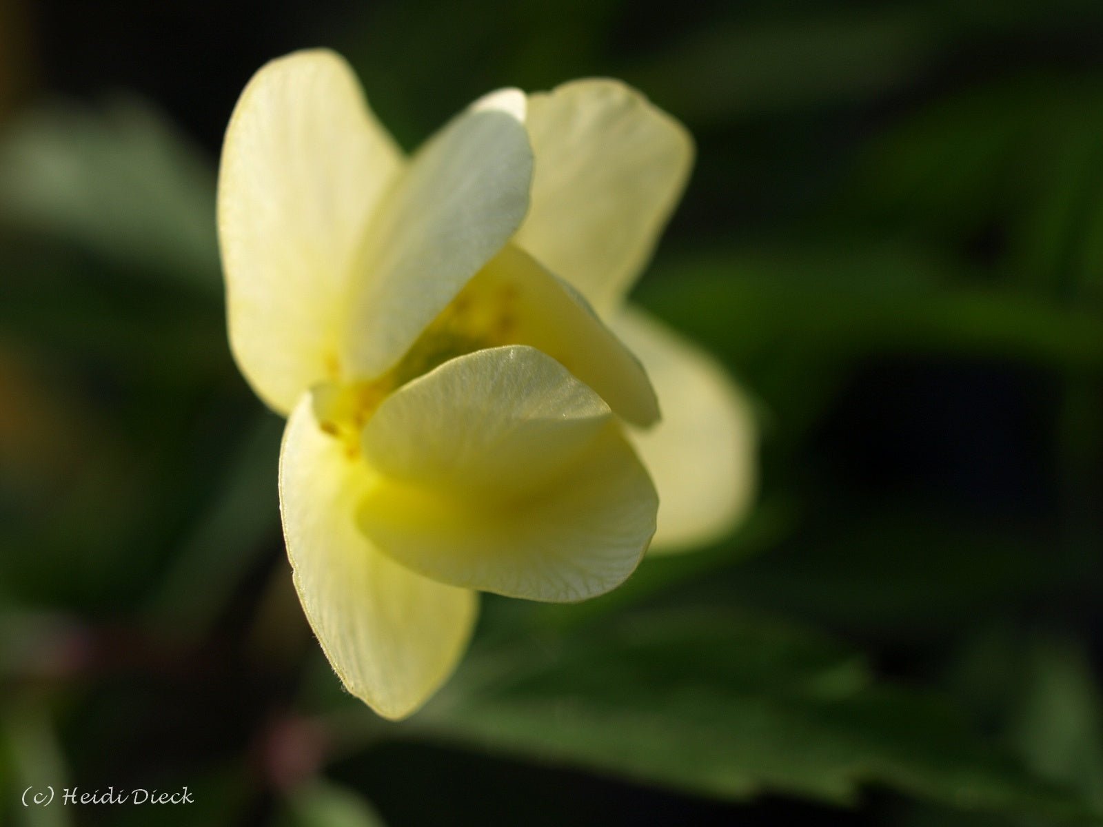 Anemone x lipsiensis 'Pallida' - Herrenkamper Gärten - Pflanzenraritäten