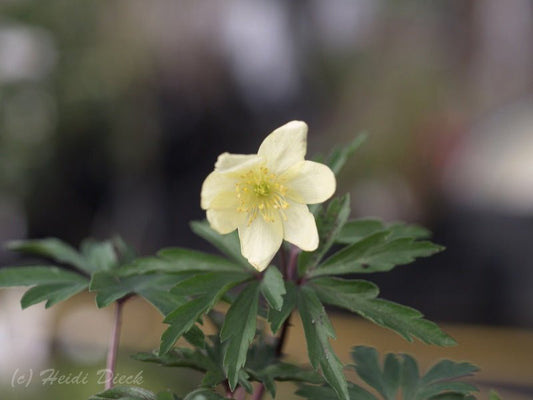 Anemone x lipsiensis 'Schwefelfeuer' - Herrenkamper Gärten - Pflanzenraritäten