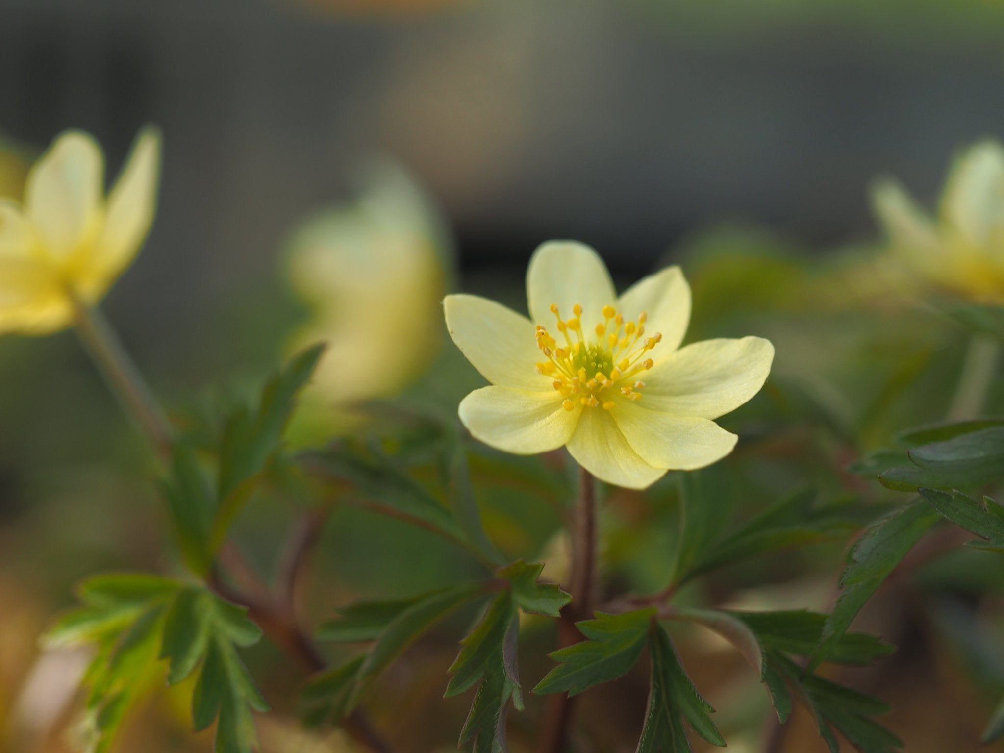 Anemone x lipsiensis 'Seemannii' - Herrenkamper Gärten - Pflanzenraritäten