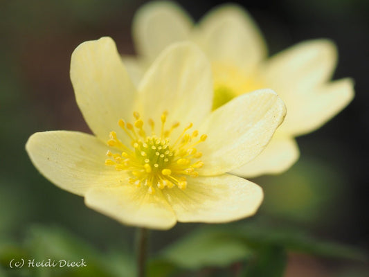 Anemone x lipsiensis 'Vimariensis' - Herrenkamper Gärten - Pflanzenraritäten