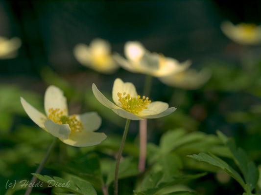 Anemone x lipsiensis 'Vindobonensis' - Herrenkamper Gärten - Pflanzenraritäten