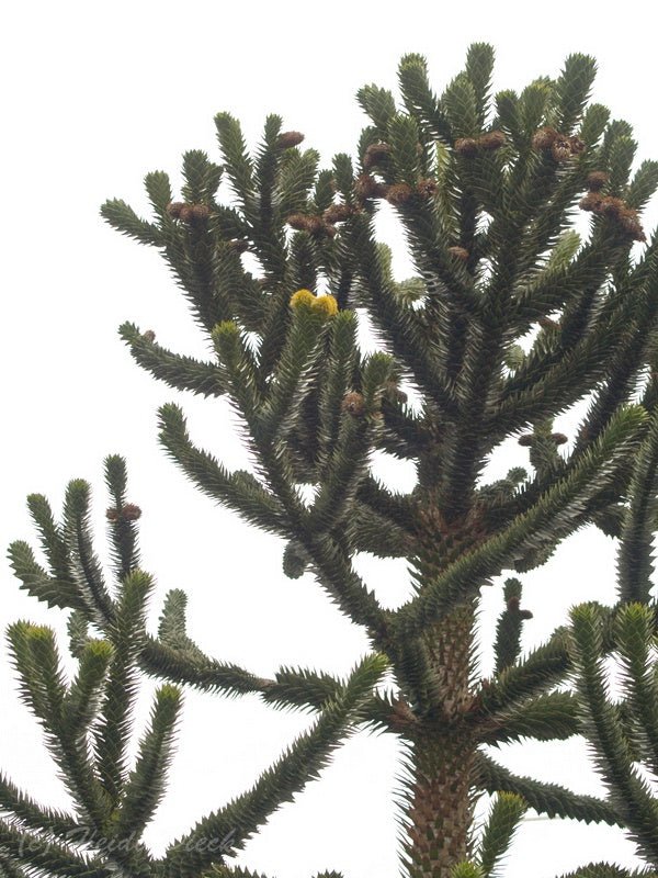 Araucaria araucana - Herrenkamper Gärten - Pflanzenraritäten