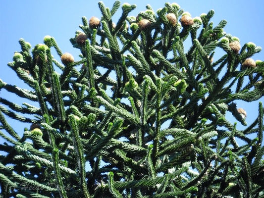 Araucaria araucana - Herrenkamper Gärten - Pflanzenraritäten