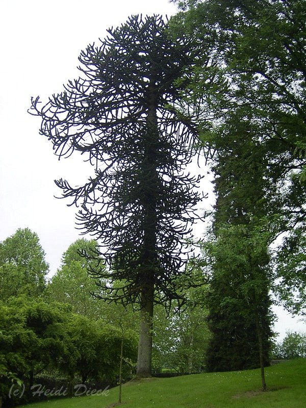 Araucaria araucana - Herrenkamper Gärten - Pflanzenraritäten