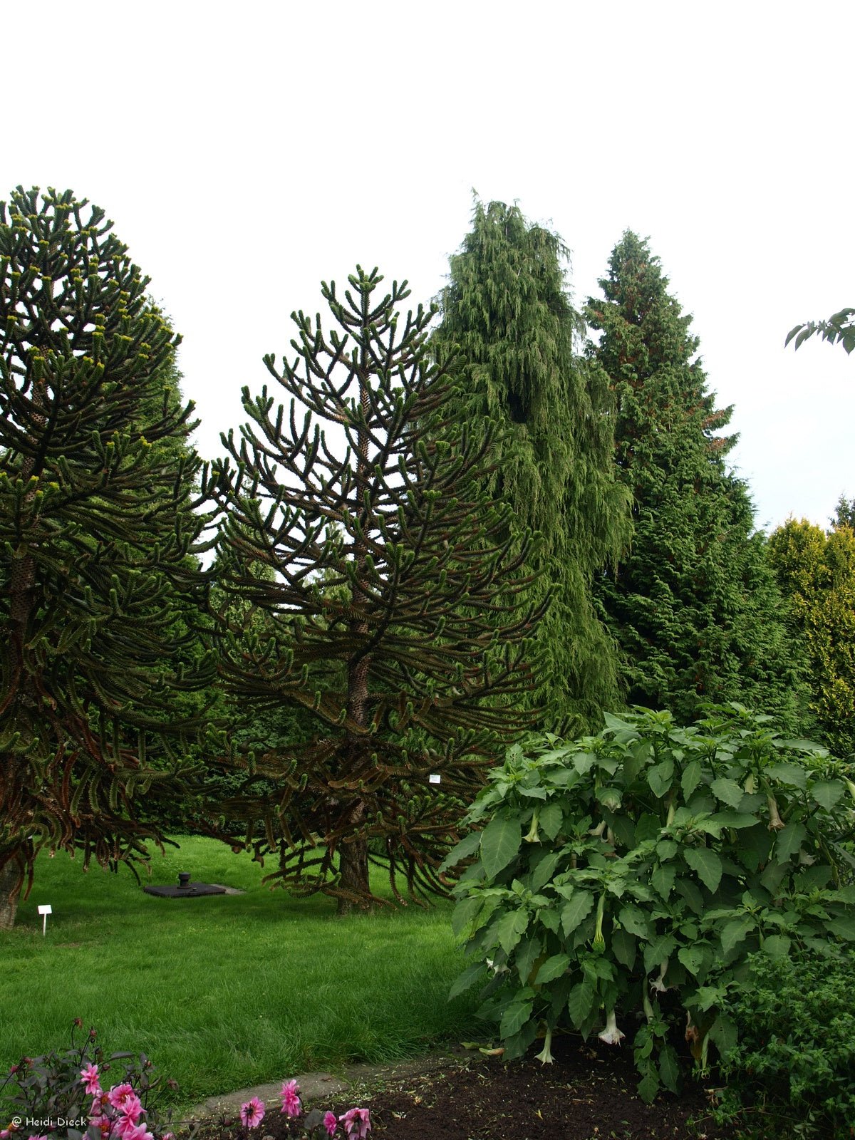 Araucaria araucana - Herrenkamper Gärten - Pflanzenraritäten