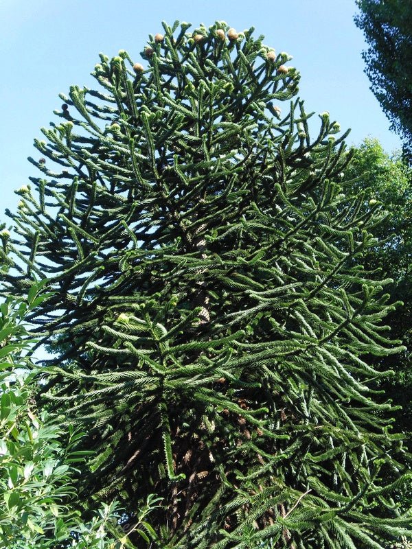 Araucaria araucana - Herrenkamper Gärten - Pflanzenraritäten