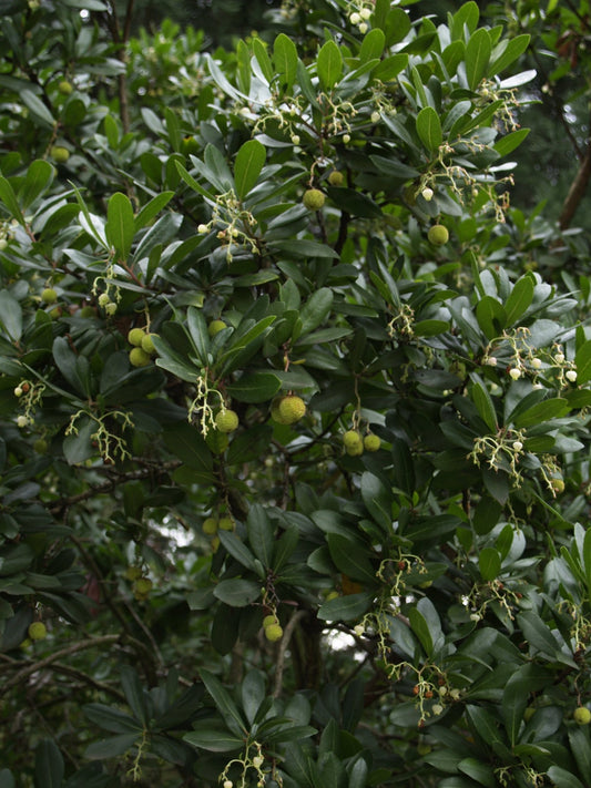 Arbutus unedo 'Marina' - Herrenkamper Gärten - Pflanzenraritäten