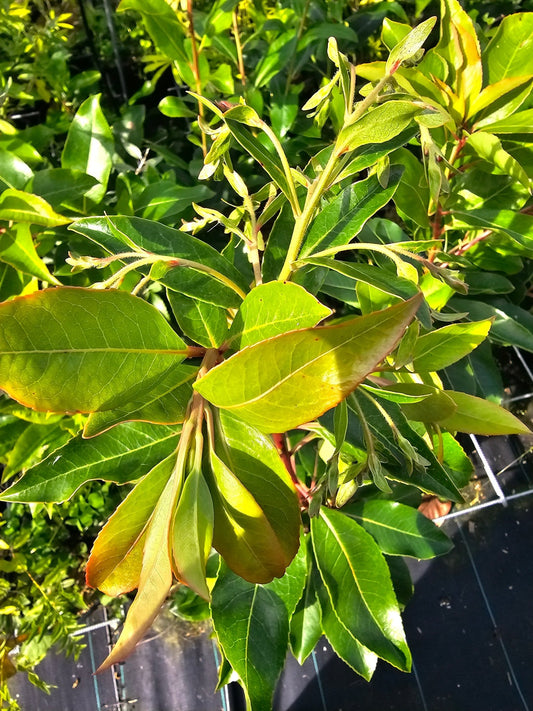 Arbutus unedo 'Marina' - Herrenkamper Gärten - Pflanzenraritäten