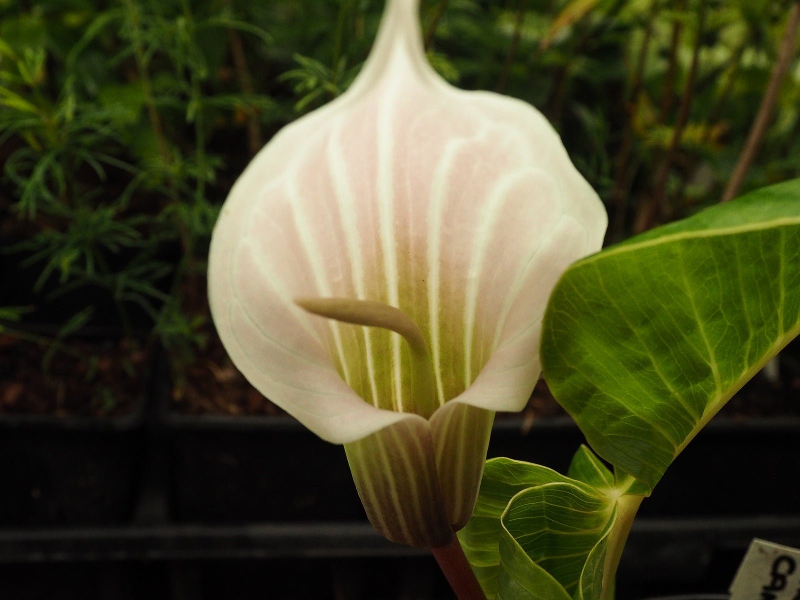 Arisaema candidissimum - Herrenkamper Gärten - Pflanzenraritäten