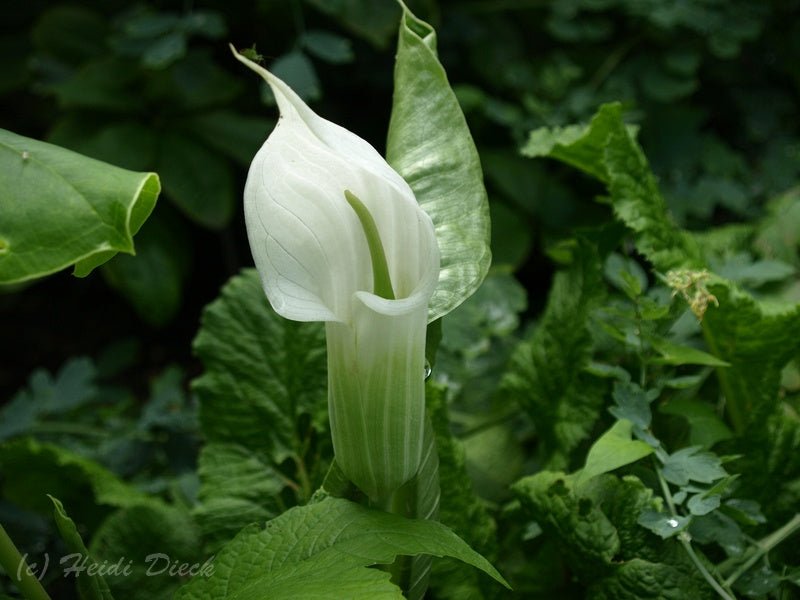 Arisaema candidissimum - Herrenkamper Gärten - Pflanzenraritäten