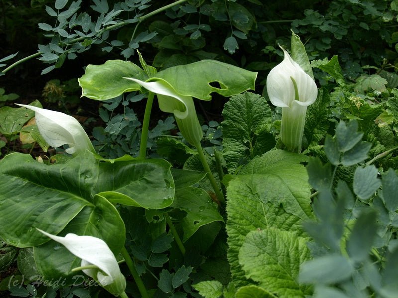 Arisaema candidissimum - Herrenkamper Gärten - Pflanzenraritäten