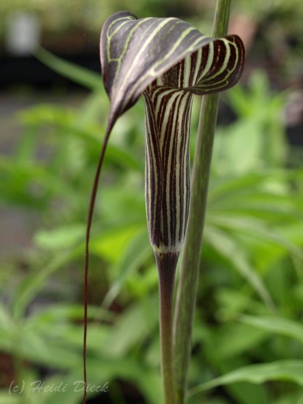 Arisaema ciliatum - Herrenkamper Gärten - Pflanzenraritäten