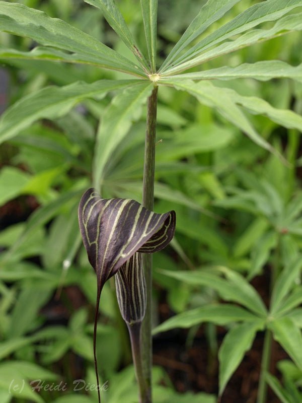 Arisaema ciliatum - Herrenkamper Gärten - Pflanzenraritäten