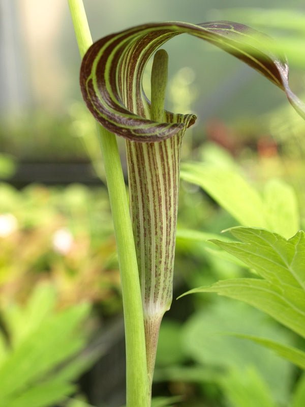 Arisaema consanguineum - Herrenkamper Gärten - Pflanzenraritäten