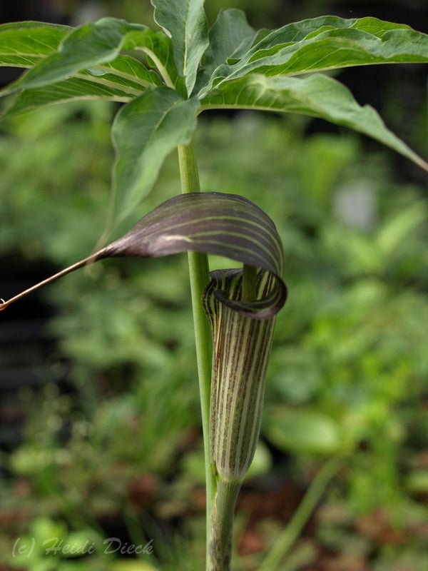 Arisaema consanguineum - Herrenkamper Gärten - Pflanzenraritäten